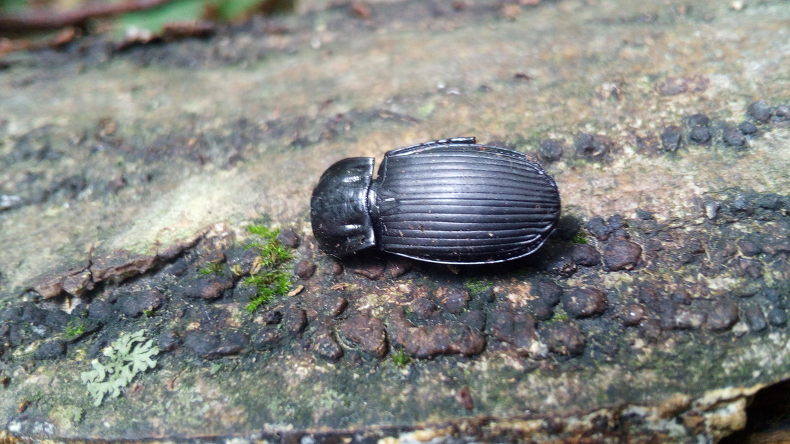 Abax parallelepipedus - félbordás szélesfutó