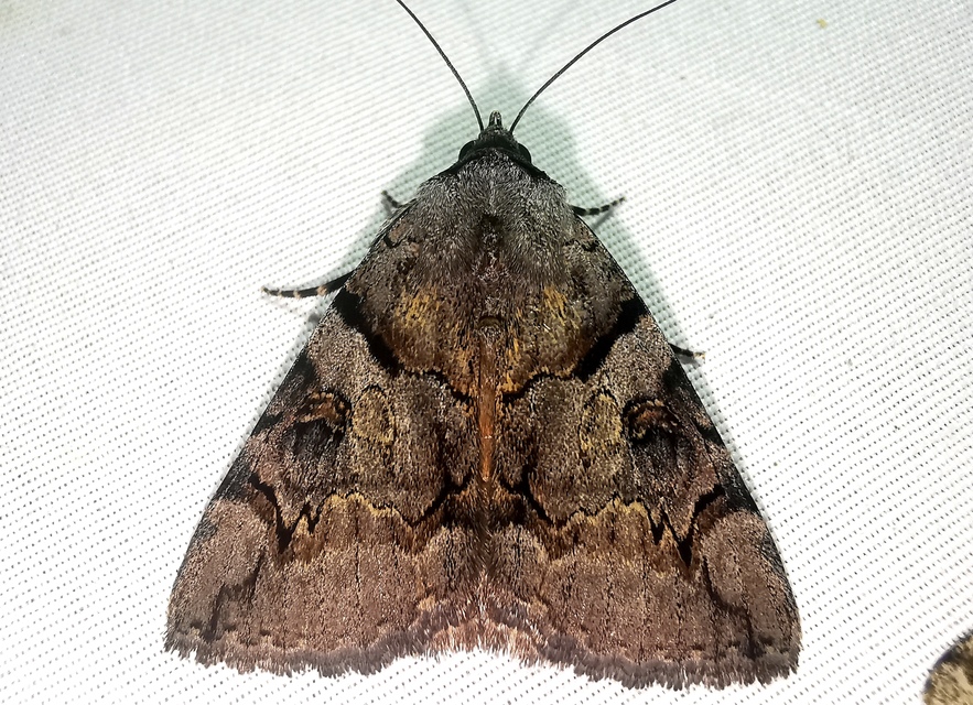 Catocala hymenaea - kökény-övesbagoly
