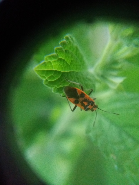 Corizus hyoscyami - piros karimáspoloska