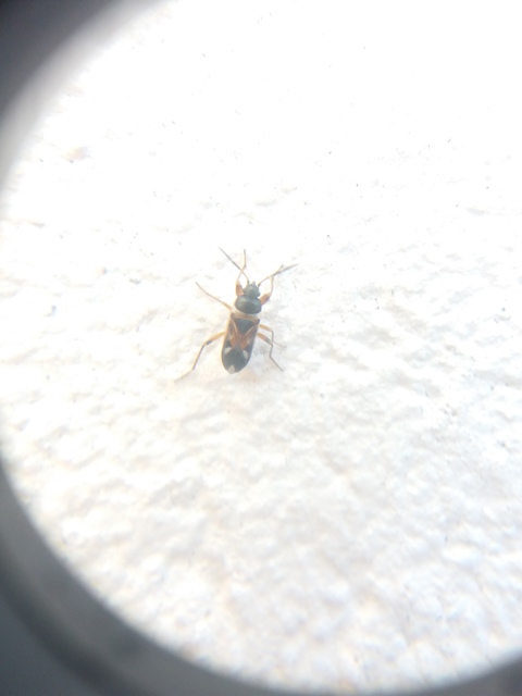 Raglius alboacuminatus - tarka díszesbodobács