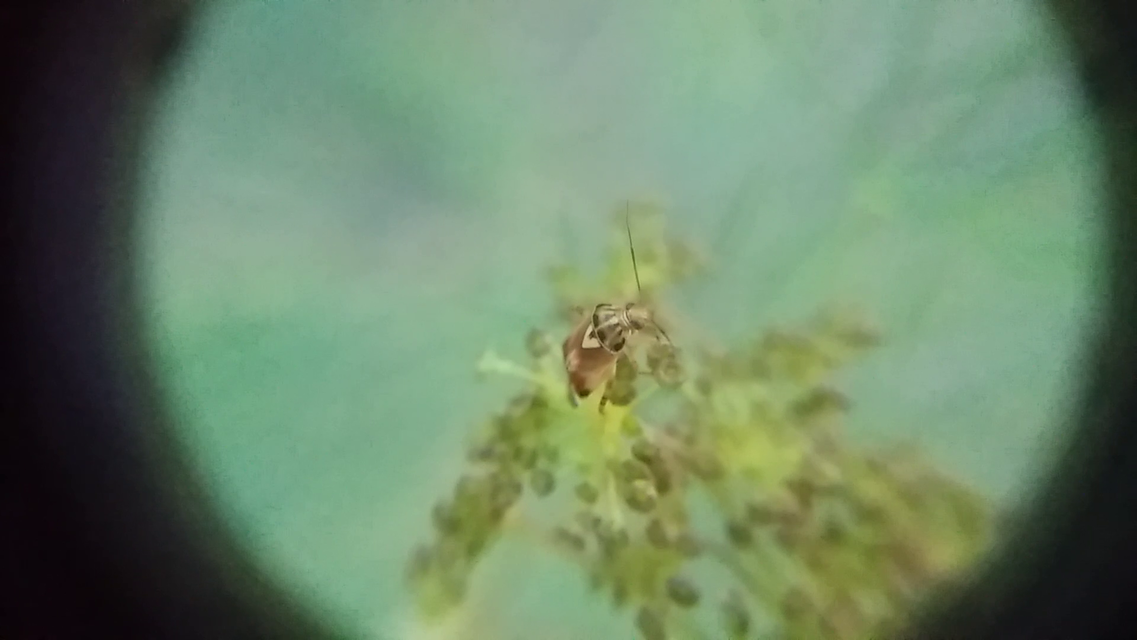 Lygus pratensis - változó mezeipoloska