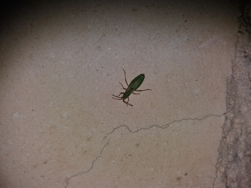 Myrmus miriformis - kurtaszárnyú karimáspoloska