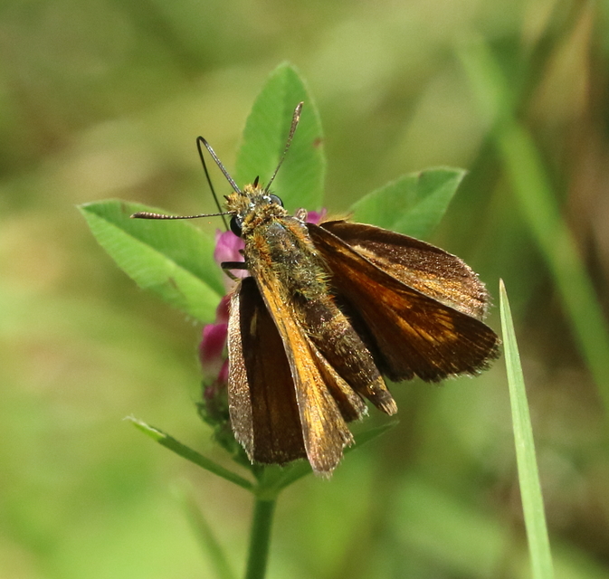 Thymelicus acteon - csíkos busalepke