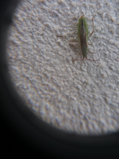 Myrmus miriformis - kurtaszárnyú karimáspoloska