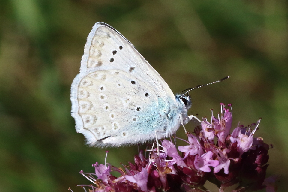Polyommatus daphnis - csipkés boglárka