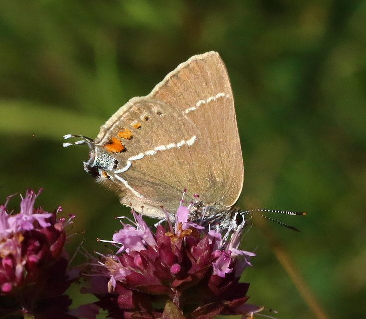 Satyrium spini - kökény-csücsköslepke