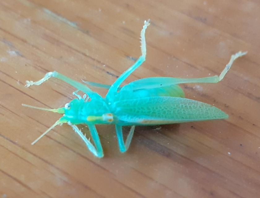 Meconema thalassinum - közönséges dobolószöcske