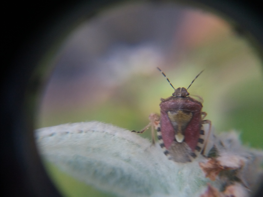 Dolycoris baccarum - közönséges bogyómászó-poloska