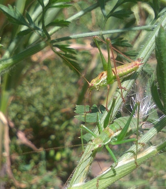 Leptophyes albovittata - közönséges virágszöcske