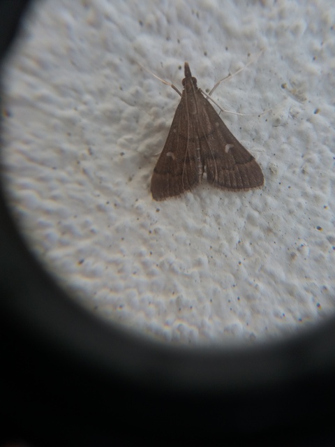 Dolicharthria punctalis - hosszúlábú tűzmoly