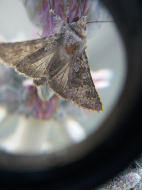 Hecatera dysodea - parajbagoly