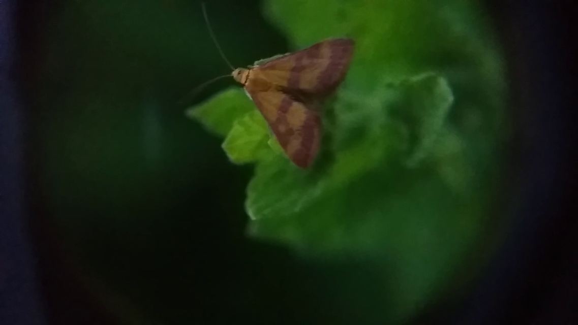 Pyrausta sanguinalis/virginalis