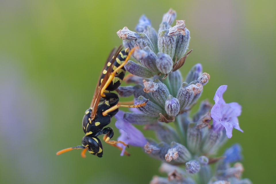 Polistes dominulus - déli papírdarázs