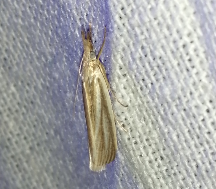 Crambus perlella - gyöngyházas fűgyökérmoly