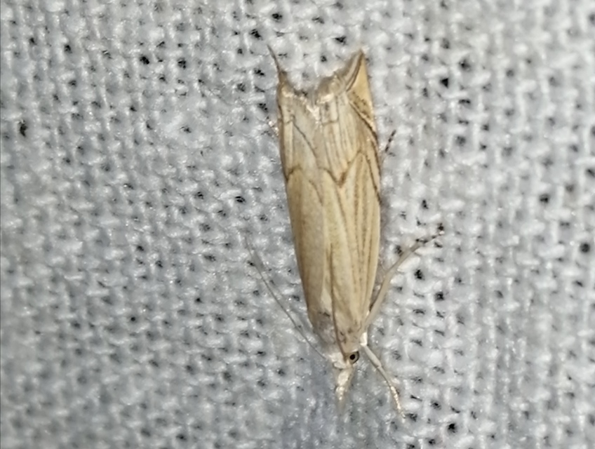 Metacrambus carectellus - homoki fűgyökérmoly