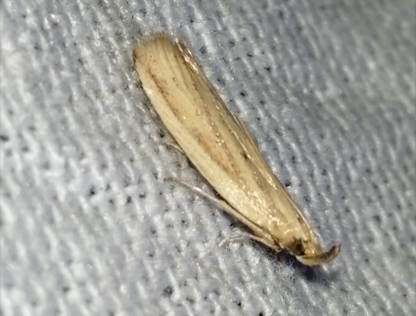Hypsotropa unipunctella - sztyeppréti karcsúmoly