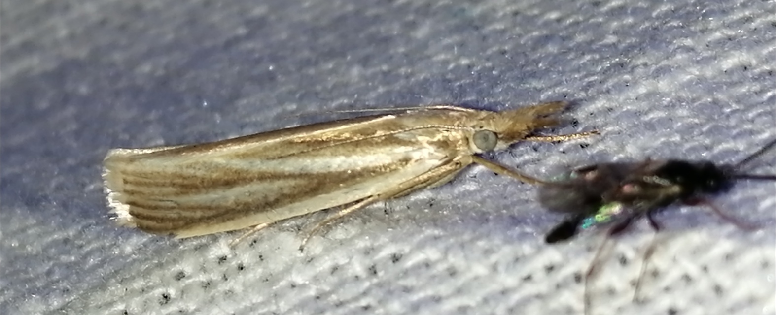 Crambus perlella - gyöngyházas fűgyökérmoly