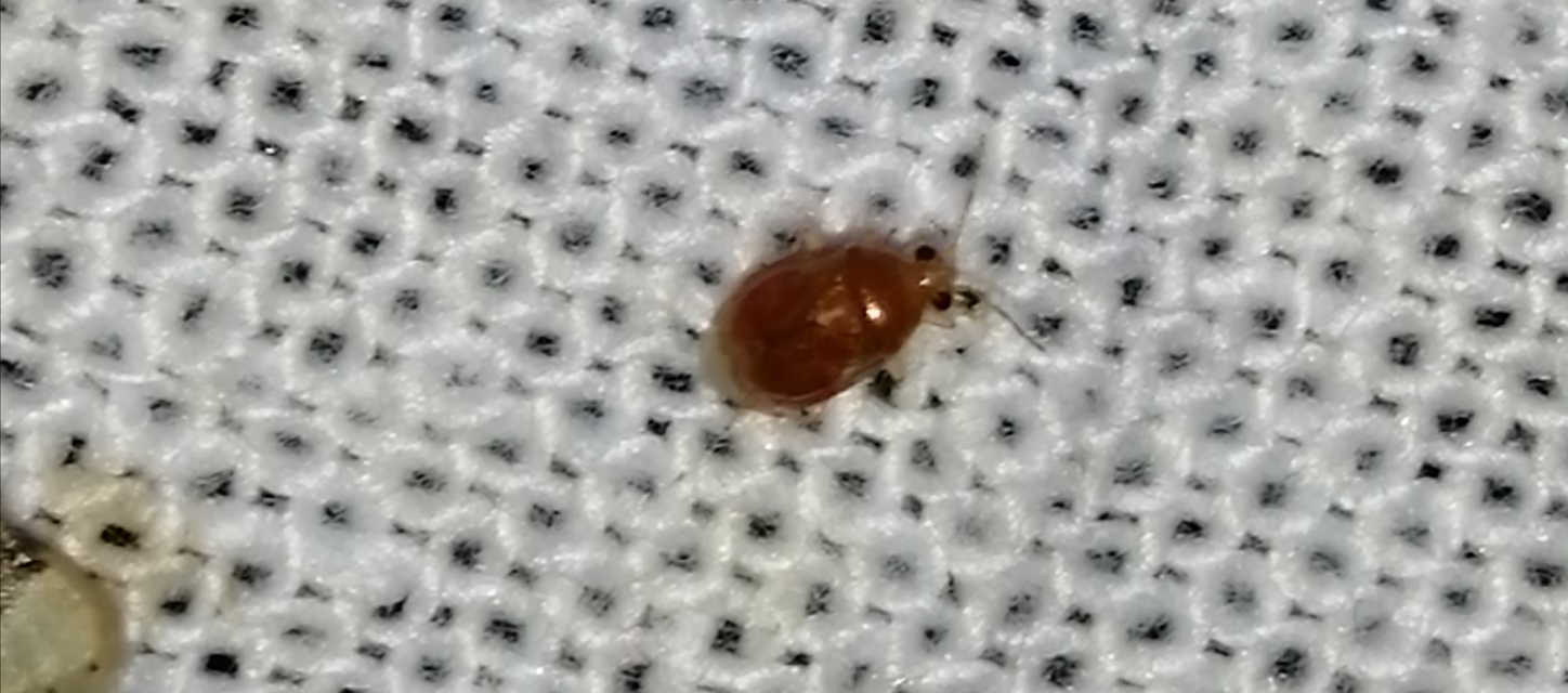 Deraeocoris lutescens - sárgás mezeipoloska