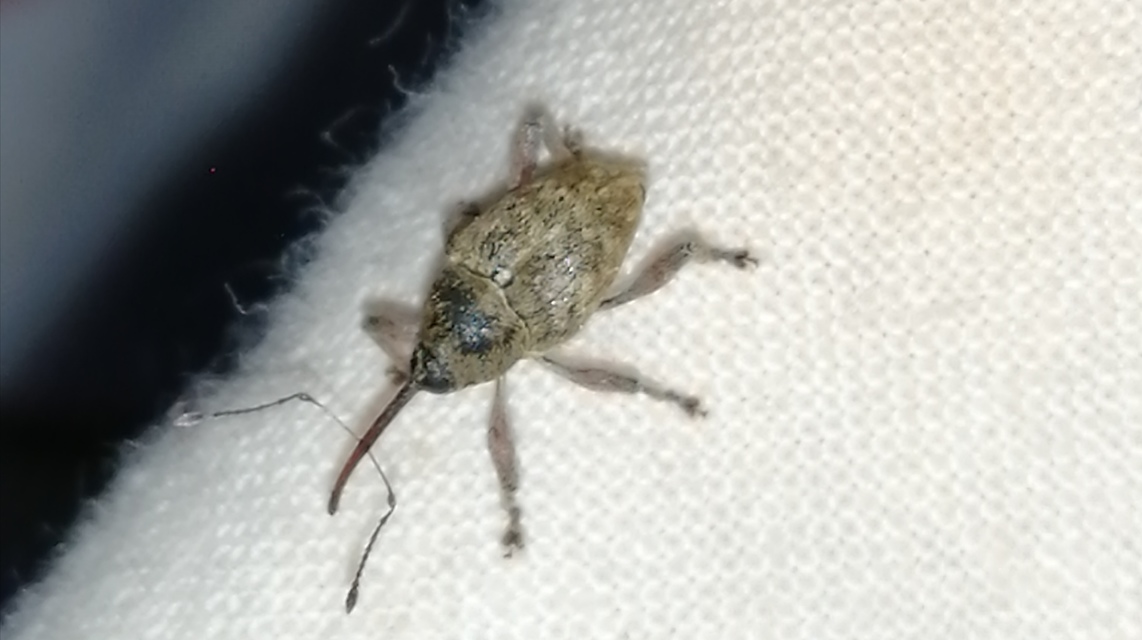 Curculio glandium - tölgymakkzsuzsóka