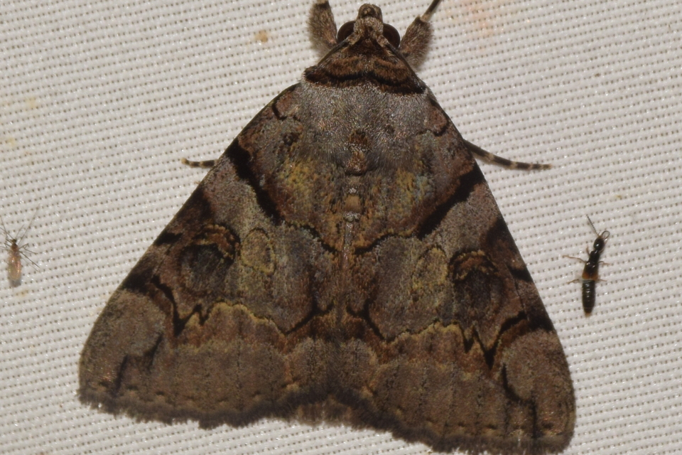 Catocala hymenaea - kökény-övesbagoly