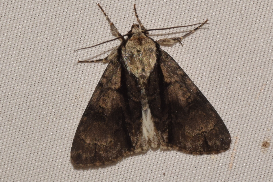 Acronicta alni - éger-szigonyosbagoly