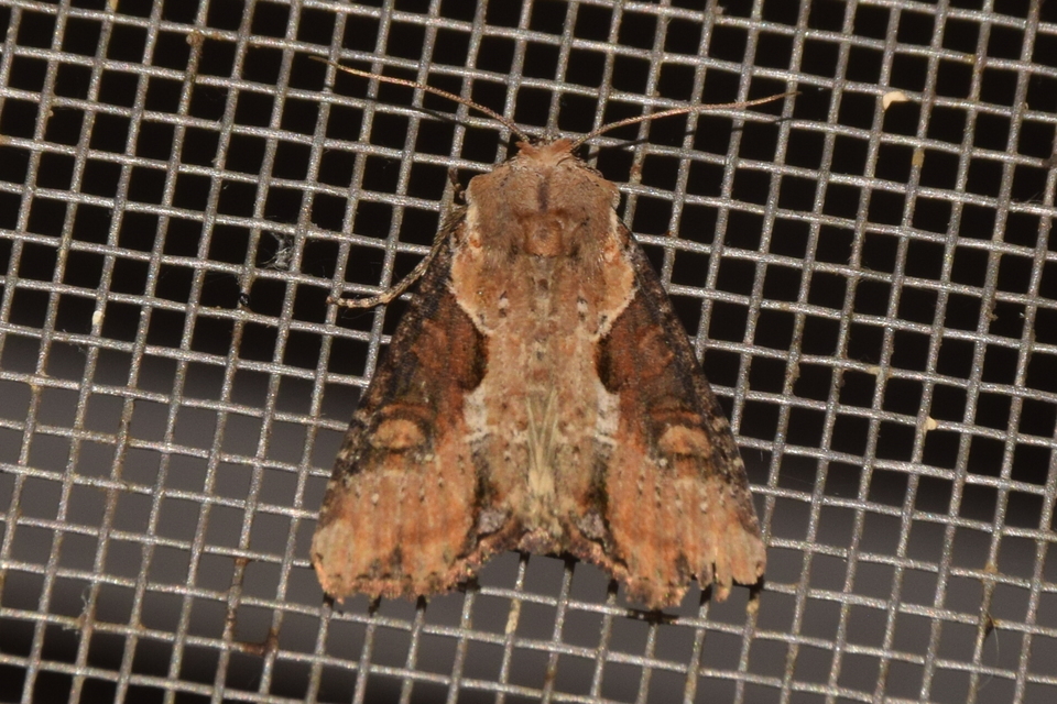 Lateroligia ophiogramma - harmatkása-dudvabagoly