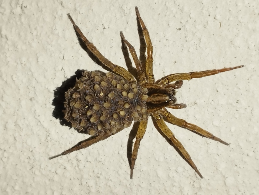 Trochosa