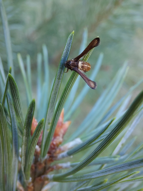 Microsphecia brosiformis - folyófűszitkár
