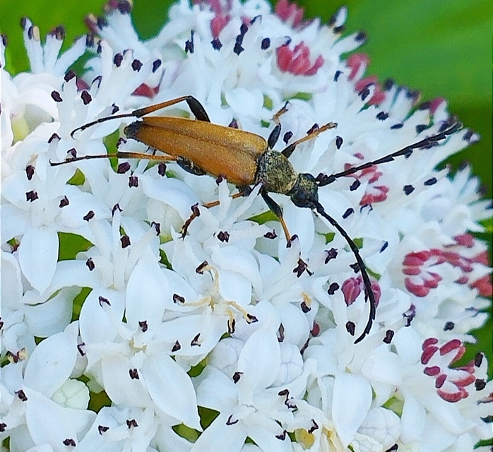 Stictoleptura rubra - vörös virágcincér