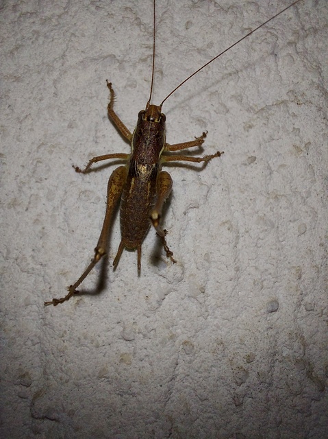 Pachytrachis gracilis - karcsú szöcske