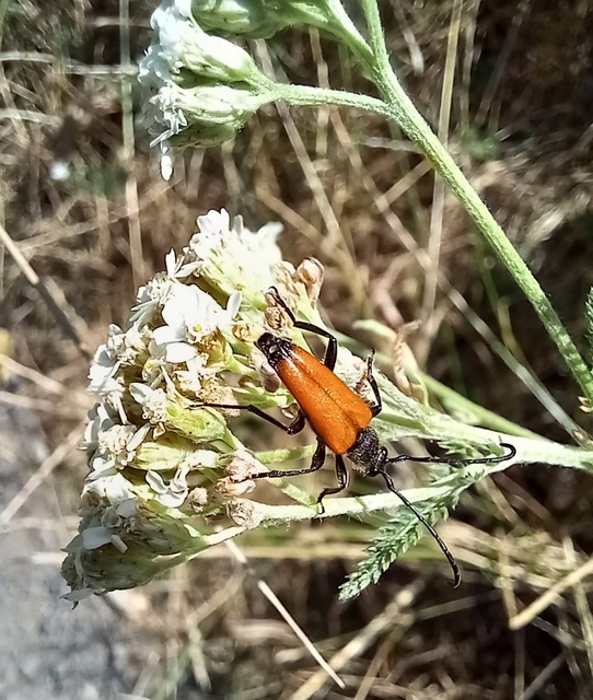 Stictoleptura fulva - vörhenyes virágcincér