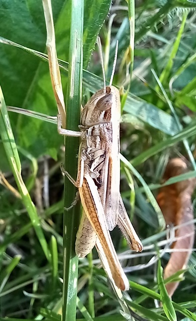 Euchorthippus declivus - rövidszárnyú rétisáska