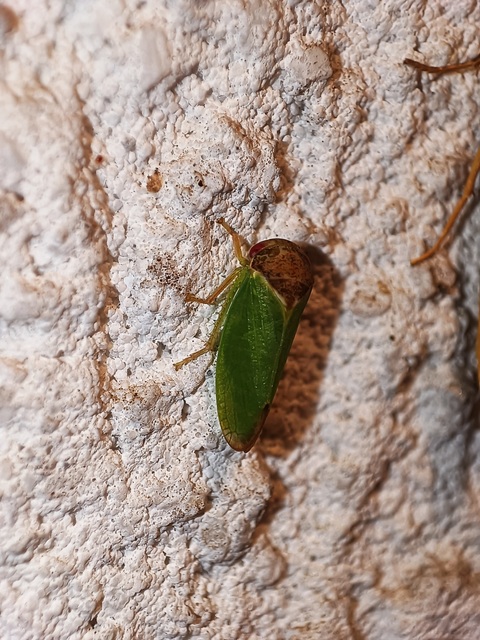 Iassus lanio