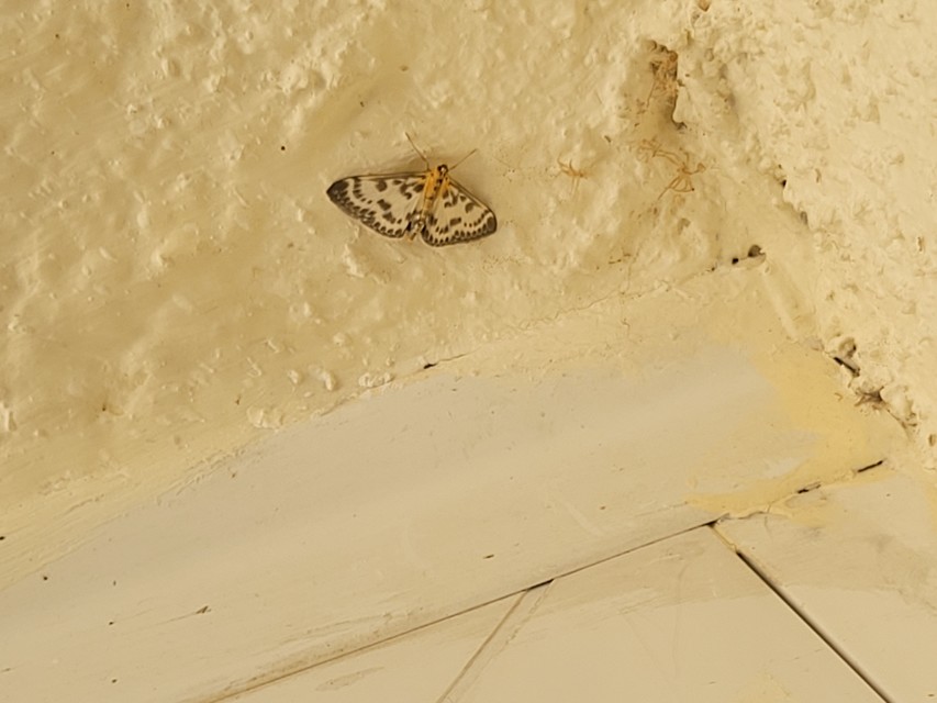 Anania hortulata - tarka csalánmoly