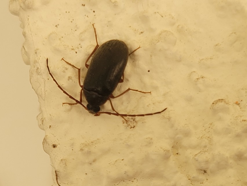 Hymenalia rufipes - rőtlábú alkonybogár