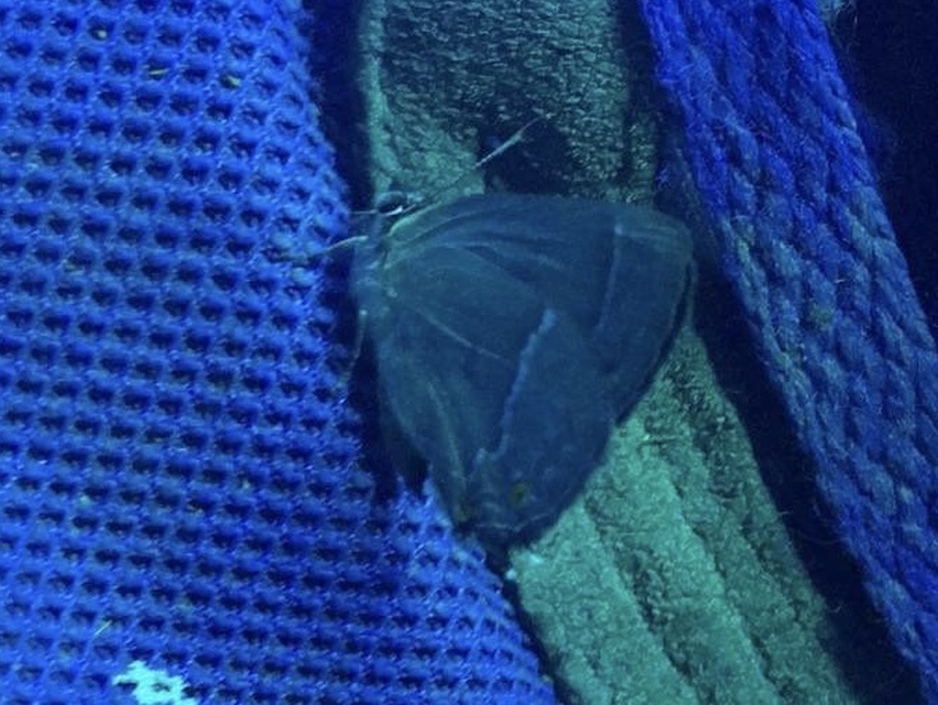Neozephyrus quercus - tölgyfalepke