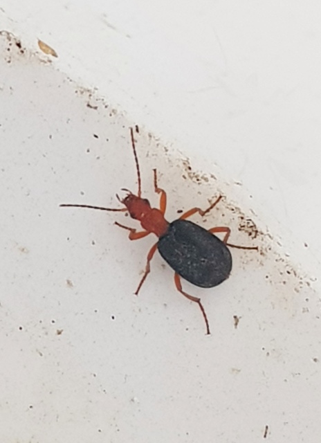 Brachinus explodens - kis pöfögőfutó