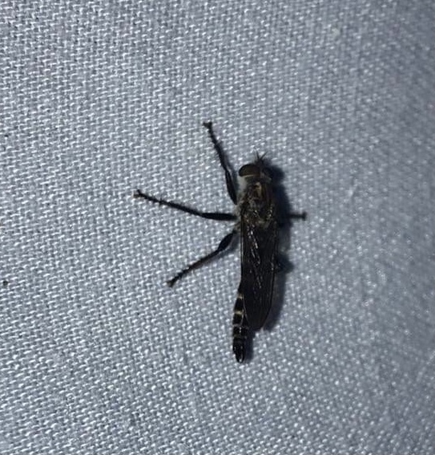 Tolmerus atripes
