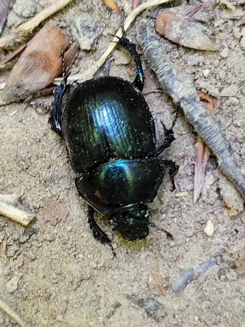 Anoplotrupes stercorosus - erdei álganéjtúró