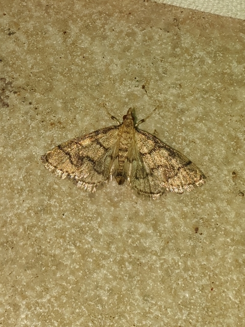 Metasia ophialis - kígyósávos tűzmoly