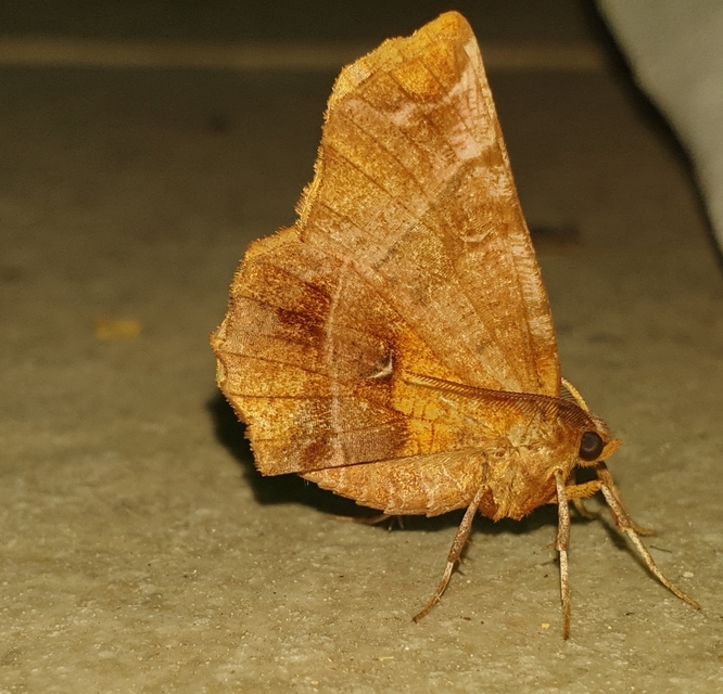 Selenia dentaria - kétfoltos holdasaraszoló
