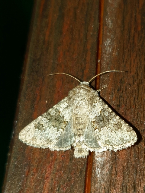 Hecatera dysodea - parajbagoly