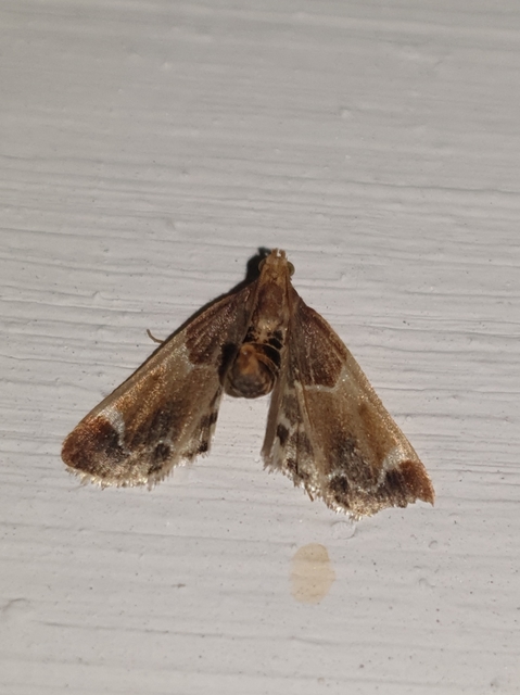 Pyralis farinalis - lisztilonca