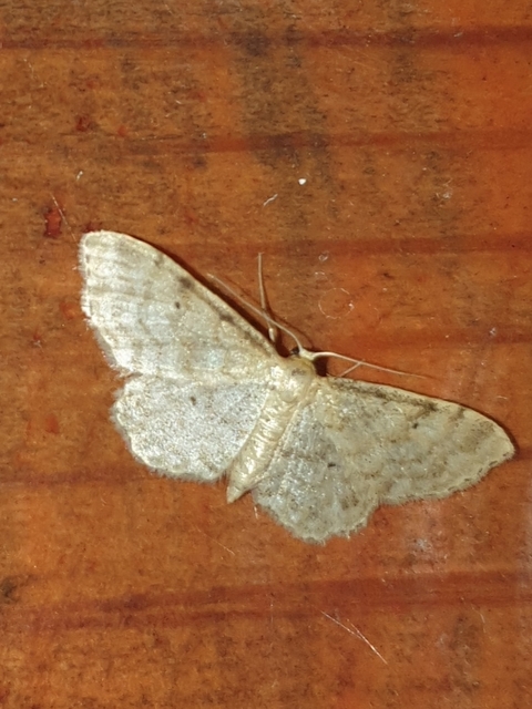 Idaea fuscovenosa - szürkeszélű apróaraszoló