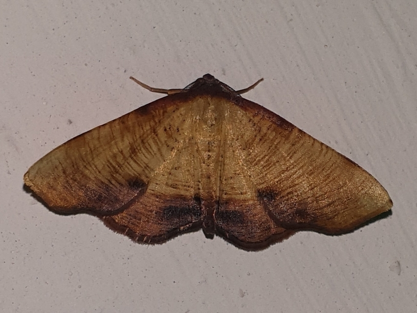 Plagodis dolabraria - baltaszárnyú araszoló
