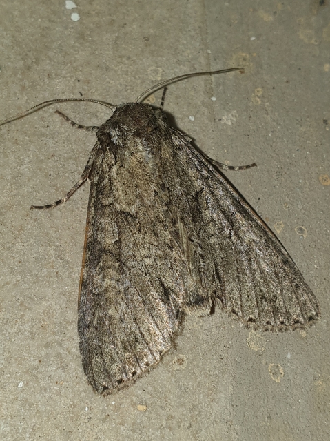 Polia nebulosa - ködfoltos bagoly