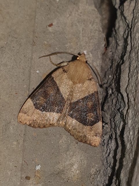 Cosmia trapezina - közönséges lombbagoly