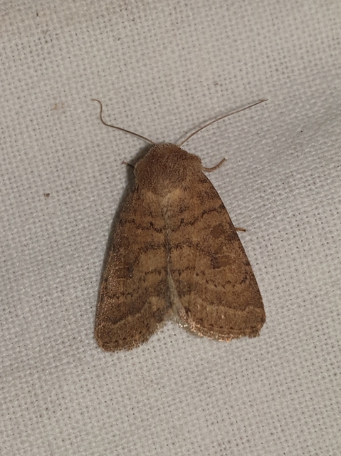Hoplodrina octogenaria - barna selymesbagoly