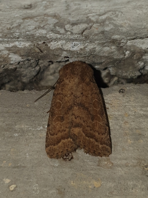 Hoplodrina octogenaria - barna selymesbagoly