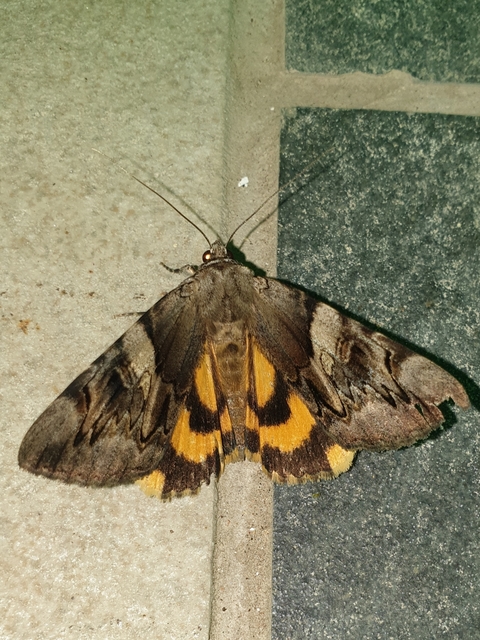 Catocala fulminea - galagonya-övesbagoly